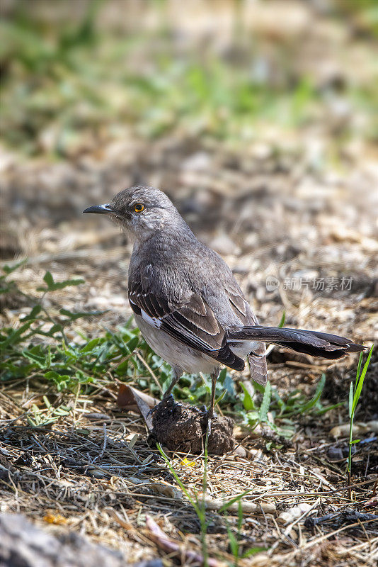 北方知更鸟（Mimus polyglottos）